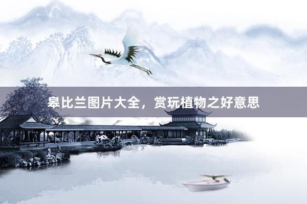 皋比兰图片大全，赏玩植物之好意思