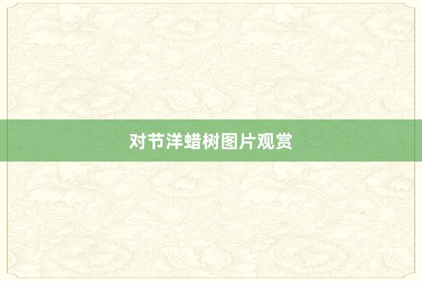 对节洋蜡树图片观赏