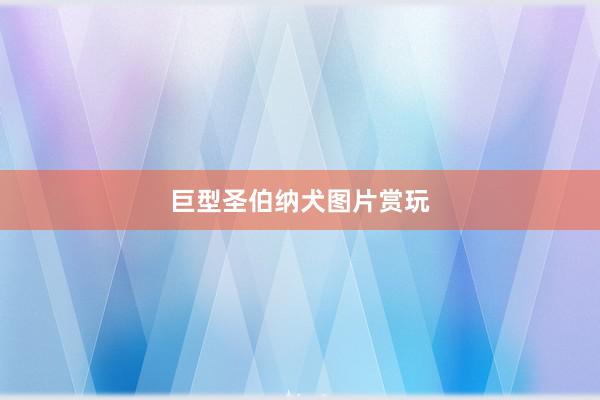 巨型圣伯纳犬图片赏玩
